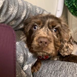 Meet your Posher, Josh